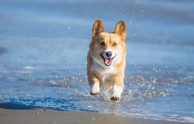 VIDEO: Se sale de control carrera de corgis en la playa