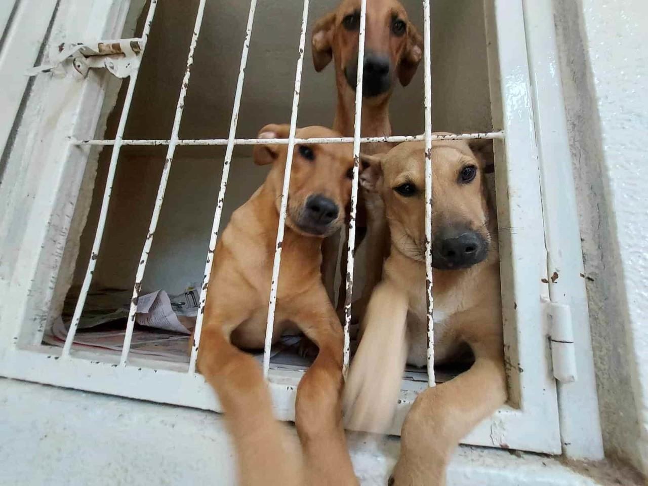 Pese a leyes, persiste maltrato y abandono animal en Nuevo León