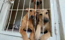 Pese a leyes, persiste maltrato y abandono animal en Nuevo León