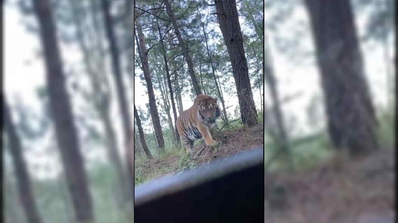 VIDEO: Encuentran a tigre de bengala deambulando libre por Jalisco