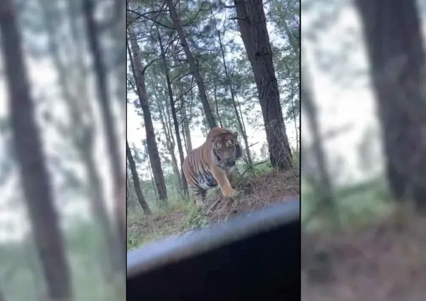 VIDEO: Encuentran a tigre de bengala deambulando libre por Jalisco