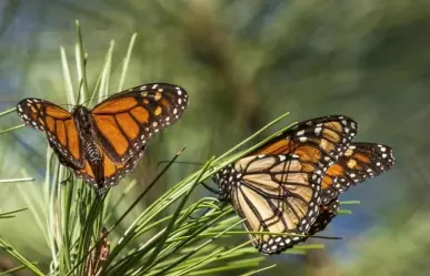 Mariposas monarcas dan nuevas señales de vida