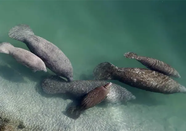 ¡¿Qué pasa?! Mueren más de mil manatíes en Florida