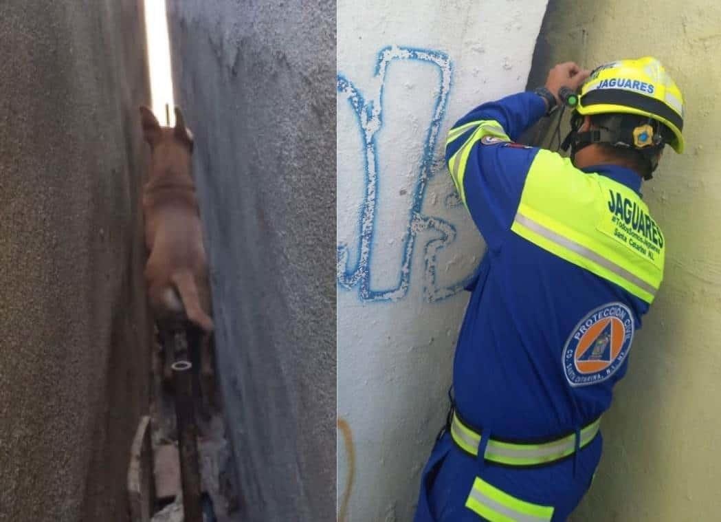 Rescata Protección Civil de Santa Catarina a perrito atorado entre bardas