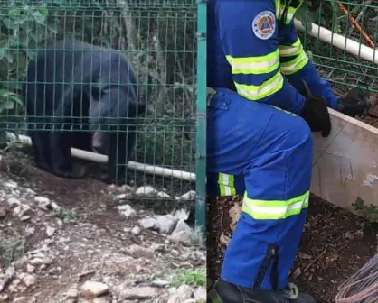Le quitan su puerta a oso curioso en Valle Poniente, Santa Catarina