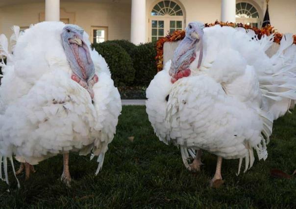 Biden indulta a Mantequilla de Maní y Mermelada por Acción de Gracias