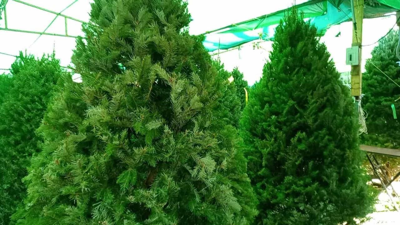 Gran afluencia en la Feria del Pino