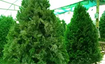 Gran afluencia en la Feria del Pino Gran afluencia en la Feria del Pino