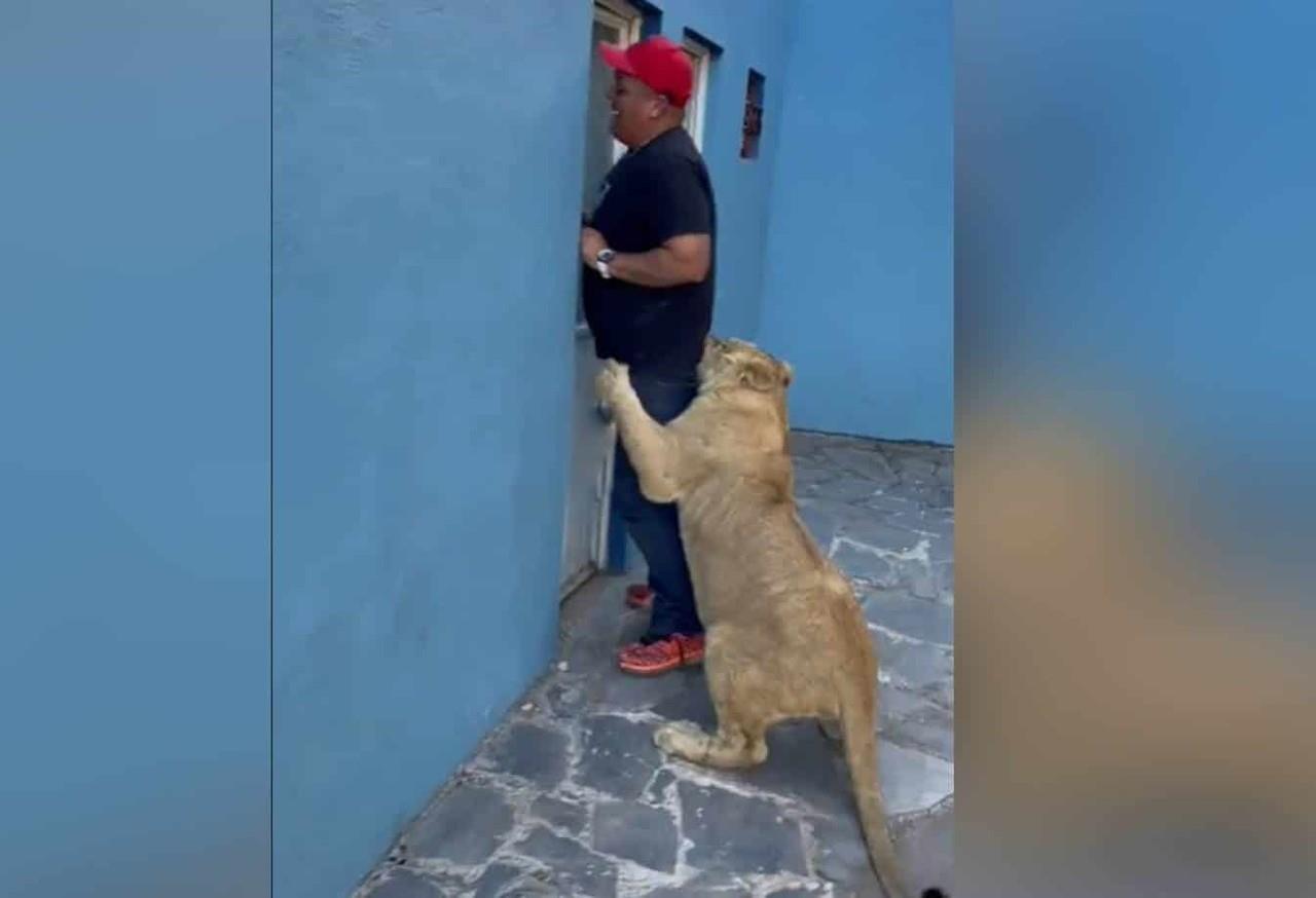 Encierran a hombre en un patio con un león para video de TikTok