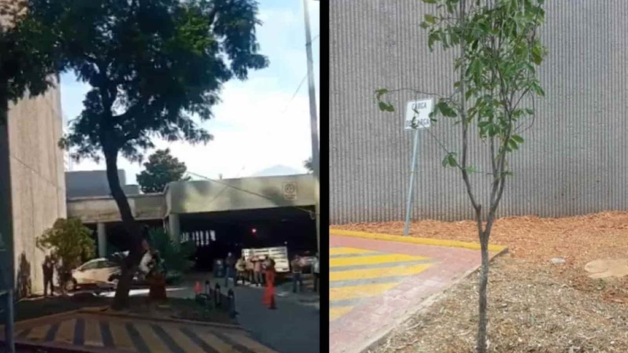 Derrumban árbol ejemplar frente al Congreso del Estado