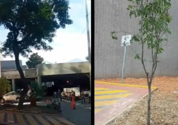 Derrumban árbol ejemplar frente al Congreso del Estado