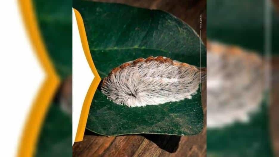 ¡Ojo con las orugas peluche!