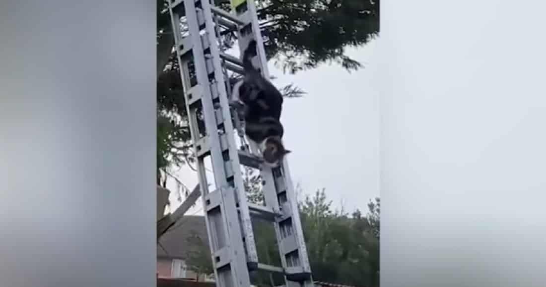 Salva gato a su dueño de mordedura de serpiente tigre