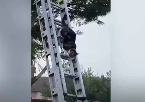 Salva gato a su dueño de mordedura de serpiente tigre