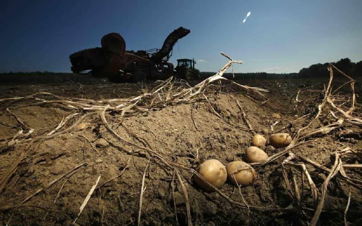 Intentan investigadores producir papa resistente al cambio climático