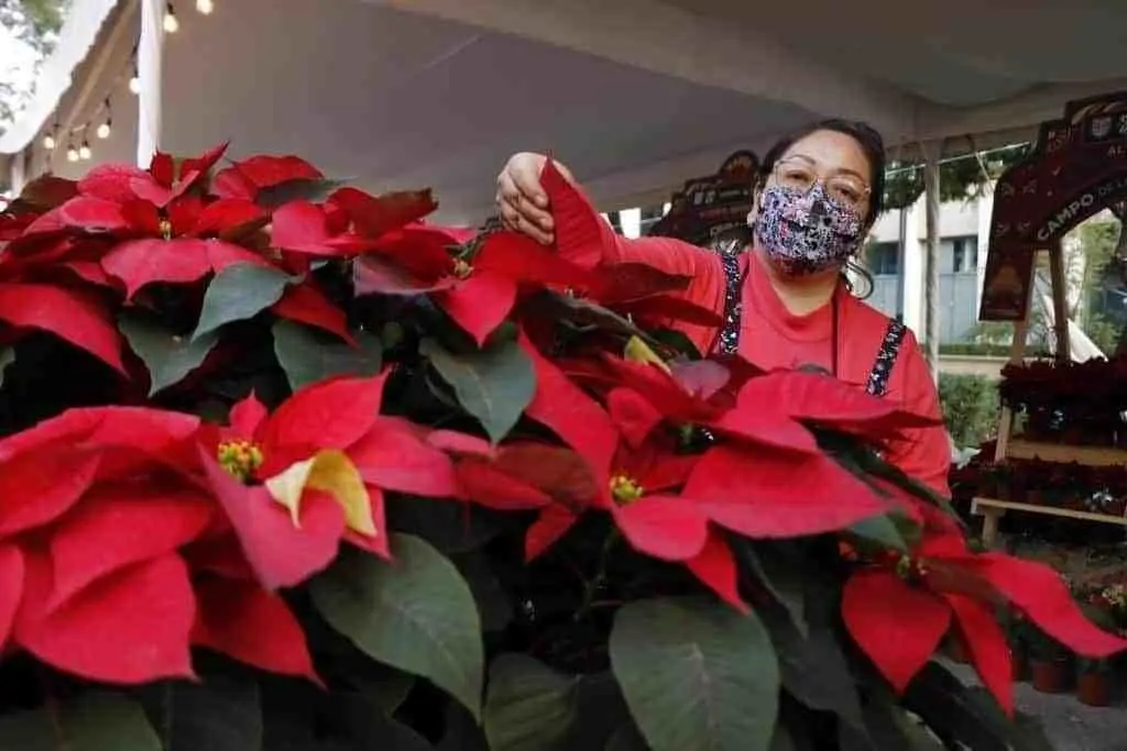 Que no falte la Flor de Nochebuena en tu casa