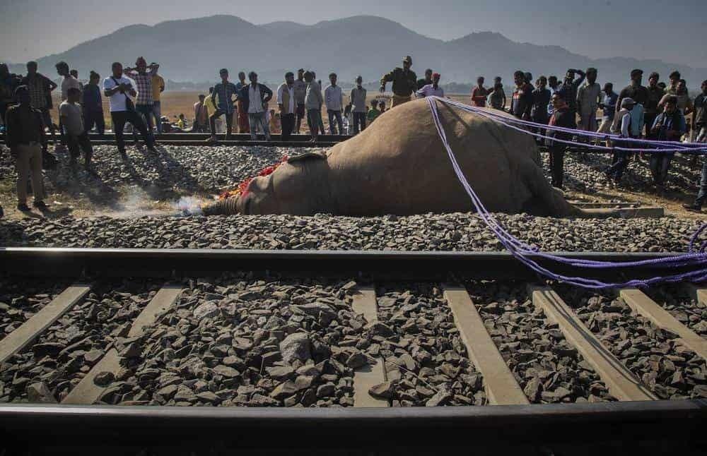 Atropellan a 2 elefantes salvajes en la India