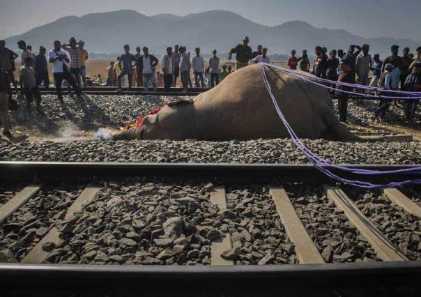 Atropellan a 2 elefantes salvajes en la India