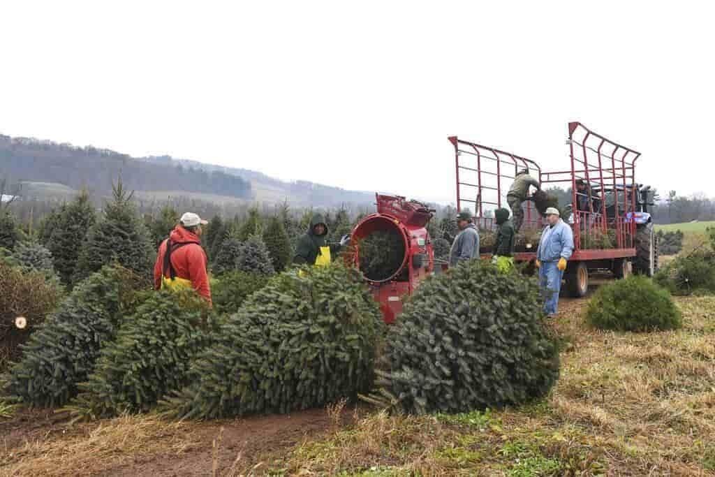 Suben de precio y hay menos; la navidad se queda sin pinos