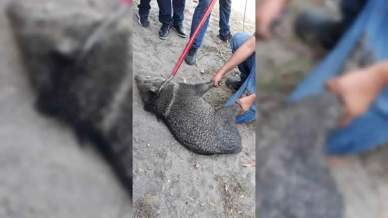 ¿Pumba? Agarran un jabalí en Madero