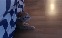 ¡Ellos también sienten! Así vive este pequeño minino su duelo