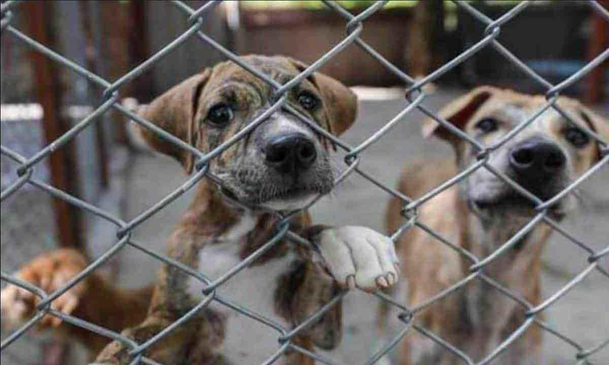 Hasta 3 años de cárcel a quien mate a una mascota