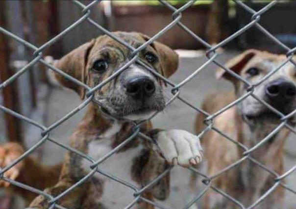 Hasta 3 años de cárcel a quien mate a una mascota