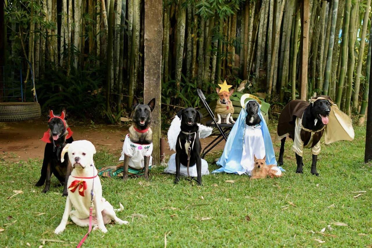 ¡Que encanto! Llegaron las posadas y pastorelas perronas