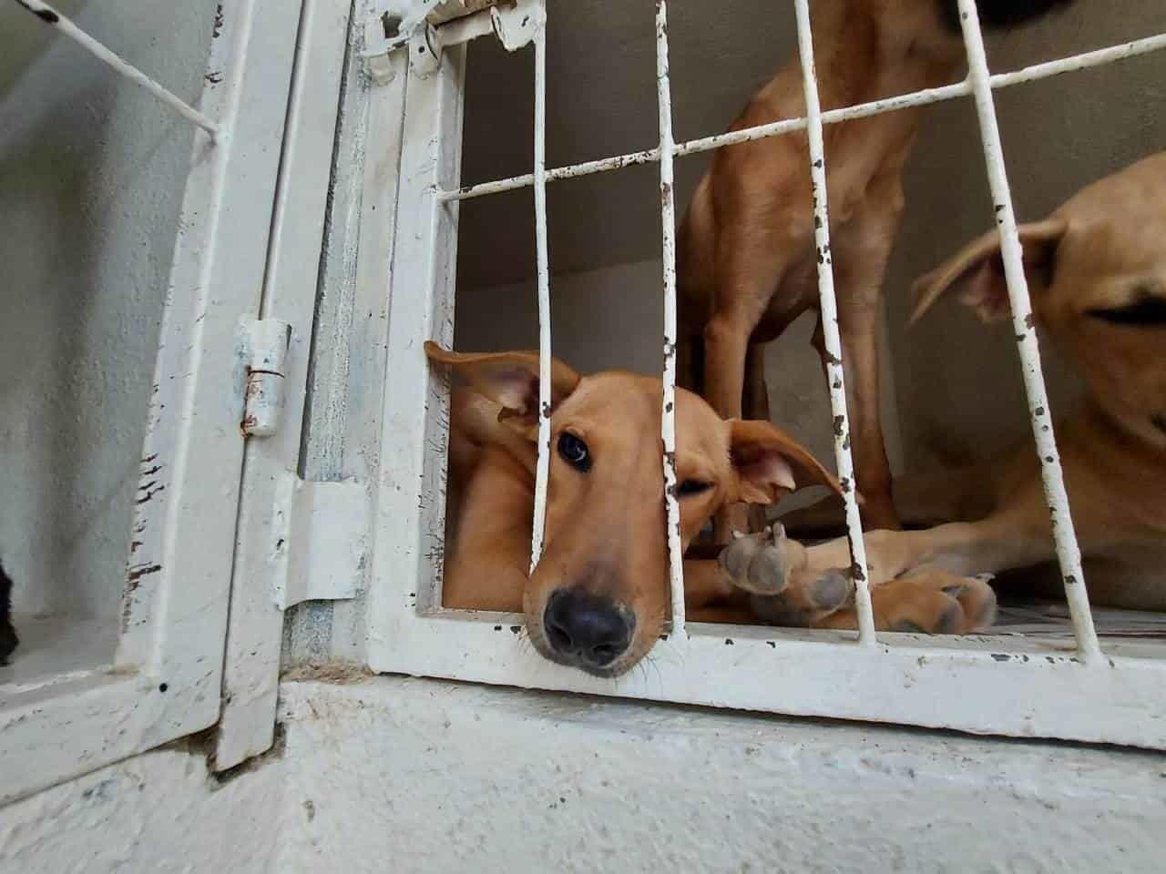 ¡Haz conciencia! No regales mascotas en Navidad