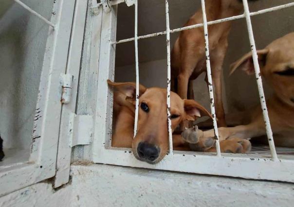 ¡Haz conciencia! No regales mascotas en Navidad