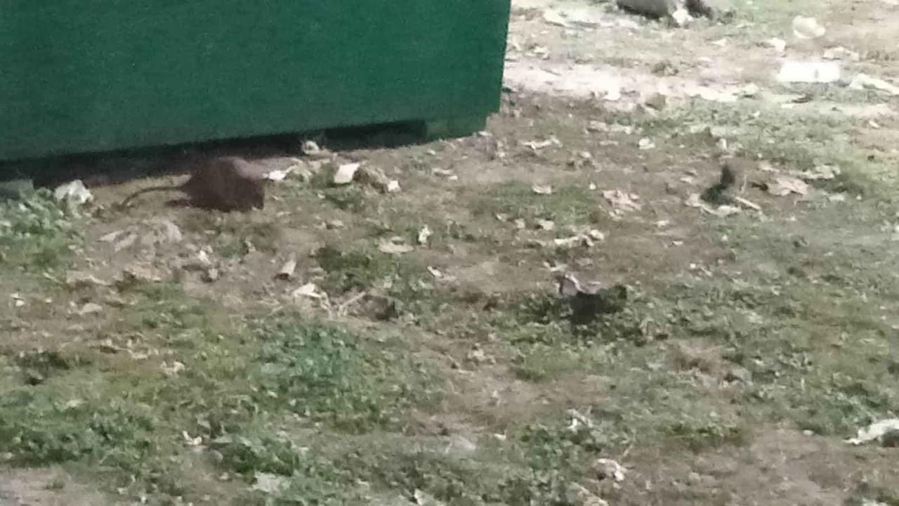 Captan a las Ninjas Rats en Monterrey
