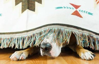 ¡Mascotas asustadas! 12 horas de angustia bajo cama