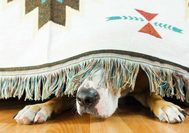 ¡Mascotas asustadas! 12 horas de angustia bajo cama
