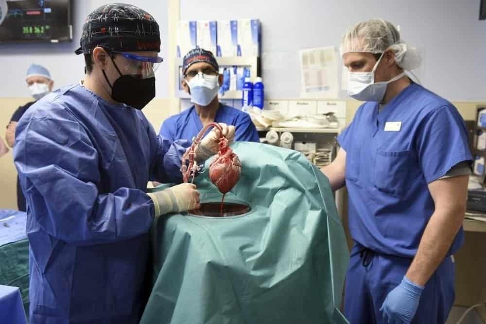 ¡Nueva oportunidad de vida! Trasplantan a hombre corazón de un cerdo