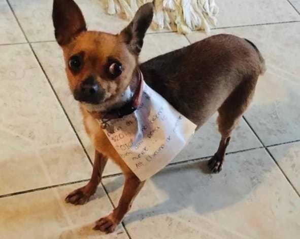 ¡Ojo, muerde! Manda a perrito a comprar “chetos” y se hace viral