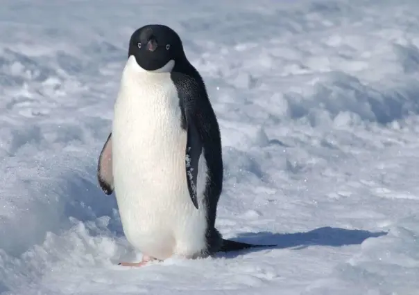 Salta pingüino de placa de hielo desprendida; lo recibe con emoción