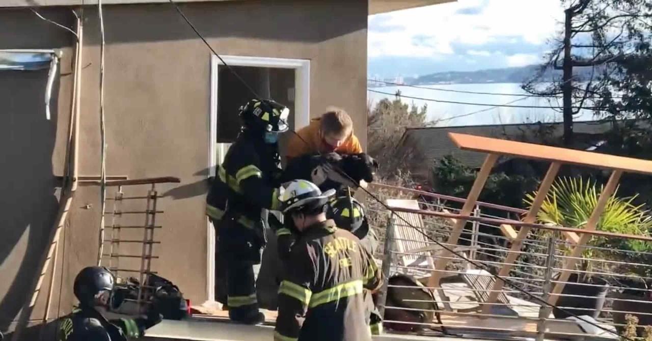 “Mi bebé, mi bebé”: Rescatan a perrita atrapada por 7 días en derrumbe