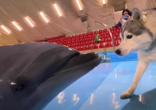 Tiene husky emotivo encuentro con delfines