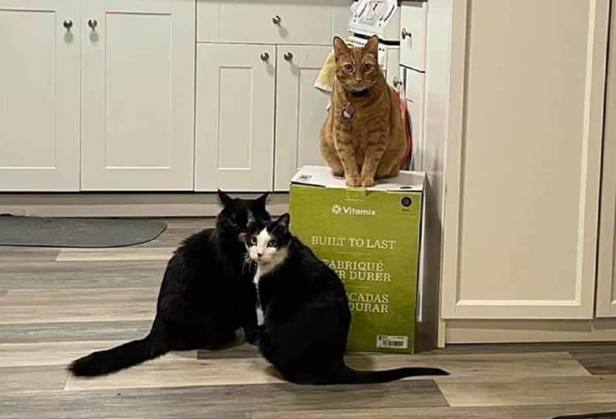 Se adueñan gatos de 2 licuadoras
