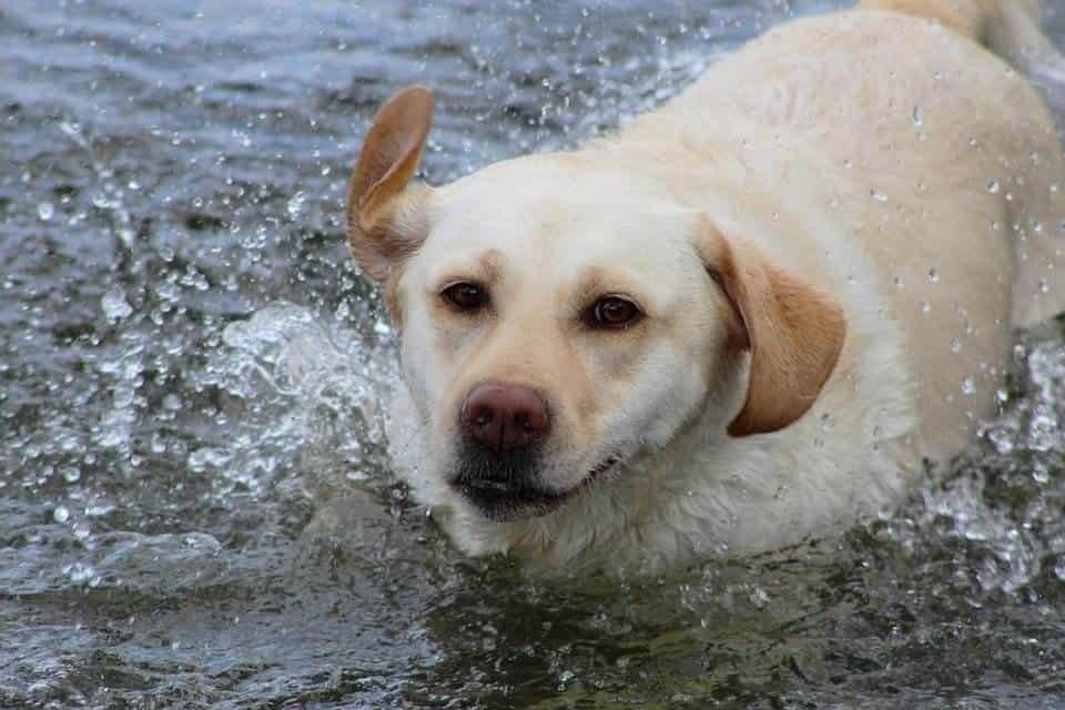 Salva hombre a su perro labrador de morir ahogado