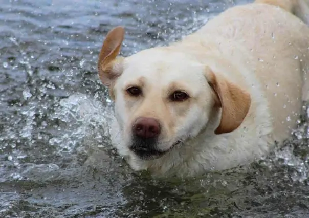 Salva hombre a su perro labrador de morir ahogado