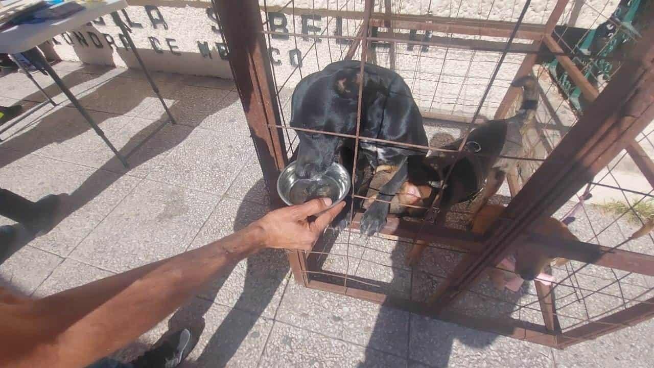 ¡No compres, adopta! Llevan a cabo campaña de adopciones