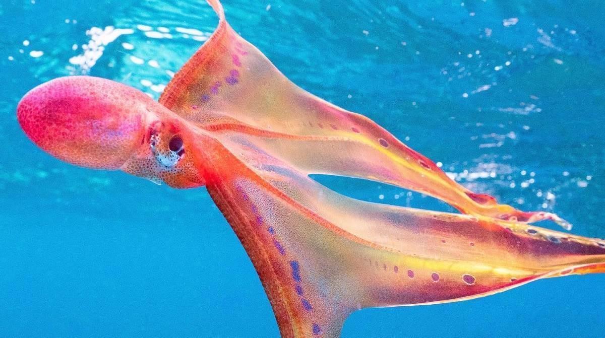 Captan asombrosas imágenes de un pulpo manta hembra