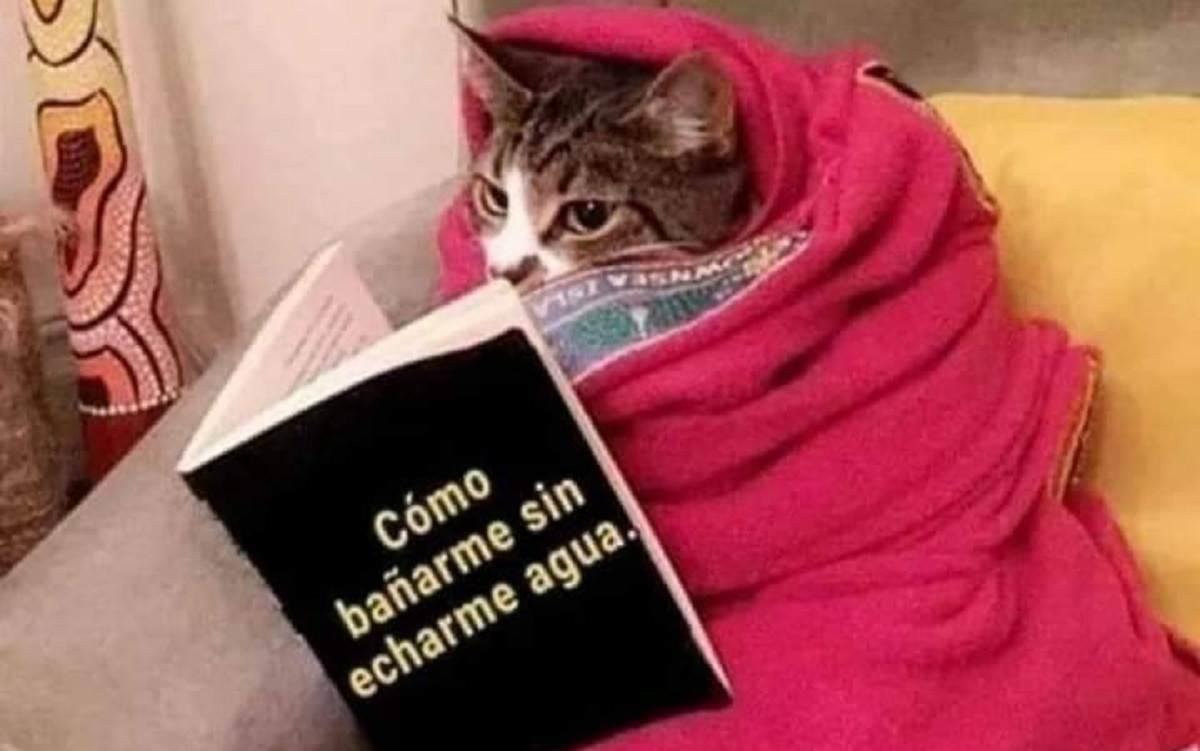 Llega onda gélida acompañada de memes