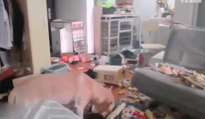 ¿Es real? Perro destroza casa mientras dueña se recupera de COVID-19