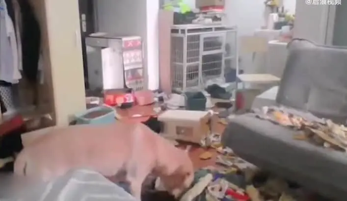 ¿Es real? Perro destroza casa mientras dueña se recupera de COVID-19