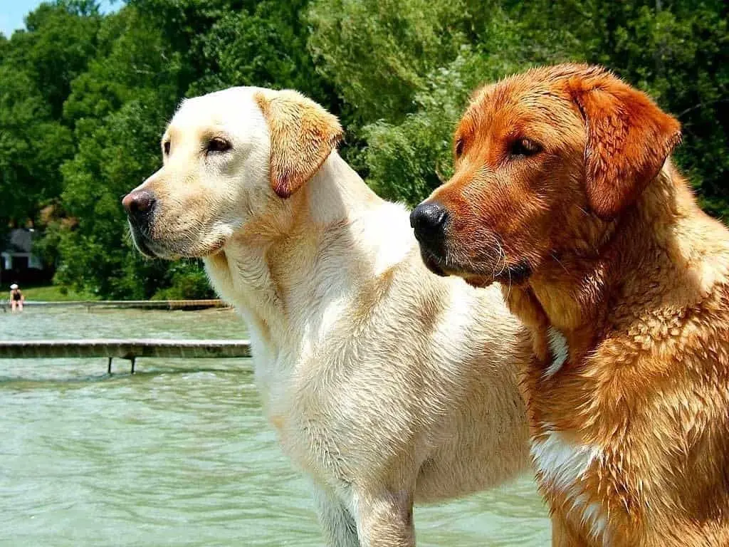 Razas de perros más robados en Ciudad de México