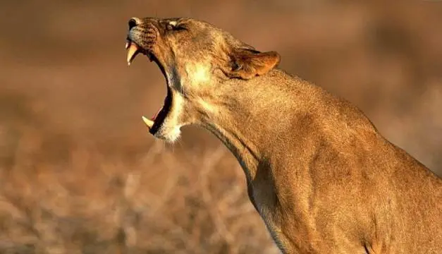 Captan pelea mortal entre 2 pumas