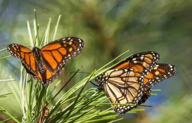 ¡De 2 mil a 200 mil! Se recupera población de mariposas monarca