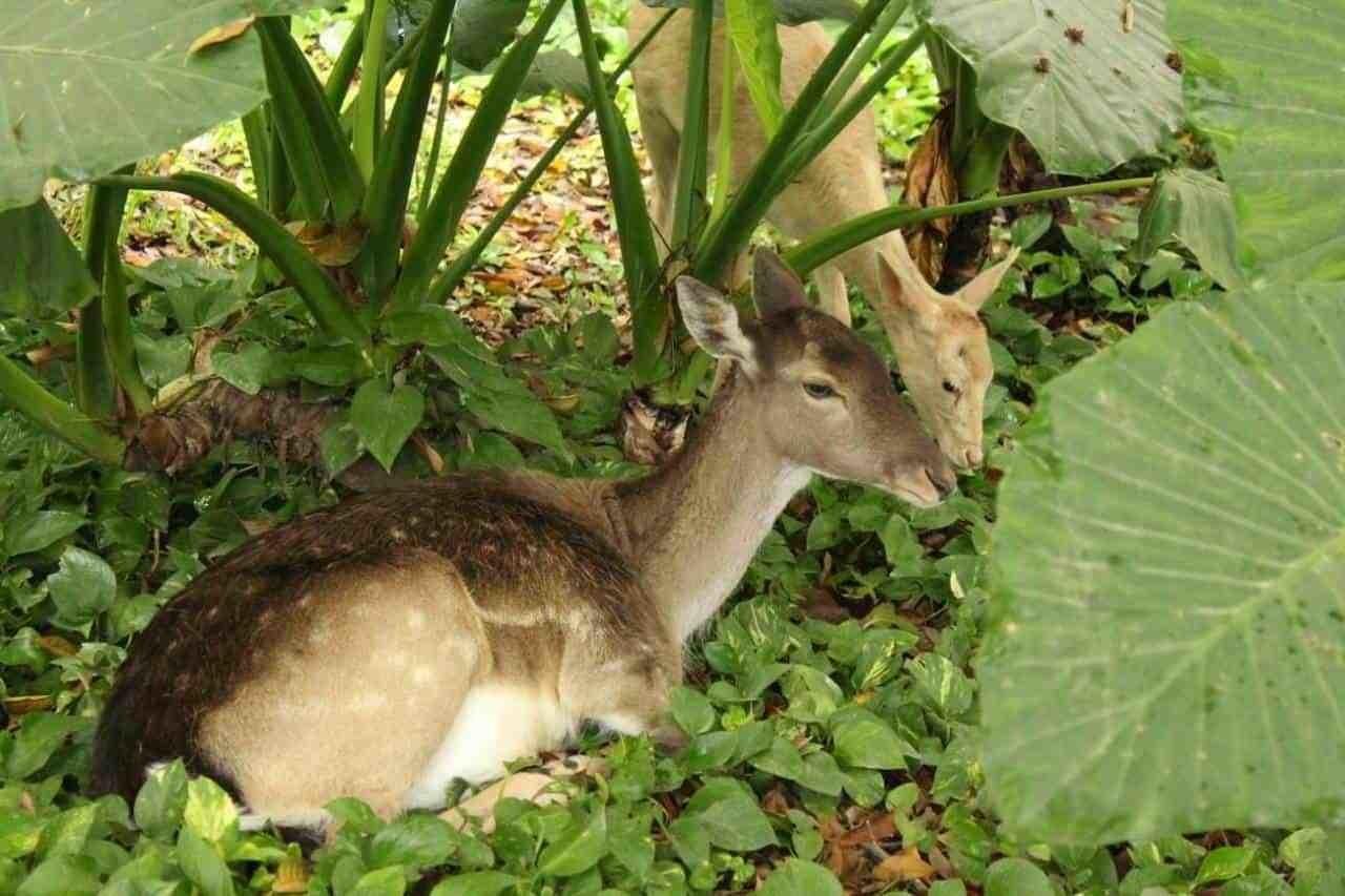 Rerforzará TEC medidas para proteger a fauna que vive en campus Monterrey